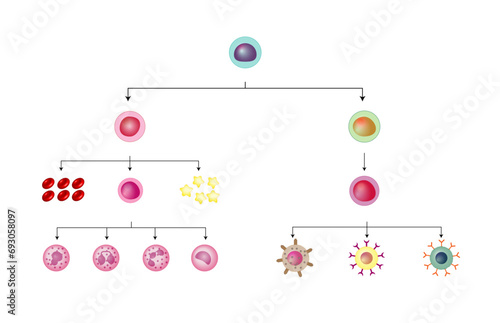 Hematopoiesis, stem cell, common myeloid and lymphoid progenitor cells, myeloblast, lymphoblast, red blood cells, platelets, Basophil, neutrophil, eosinophil, monocyte, NK cell, T and B lymphocytes. photo