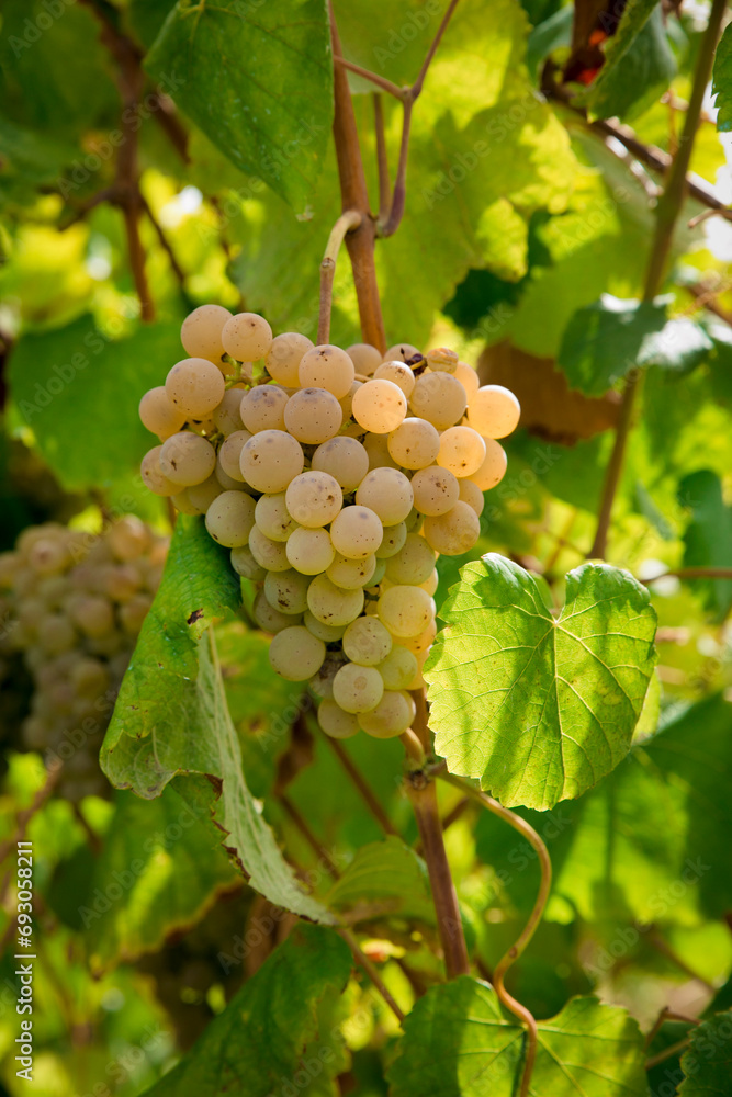 custom made wallpaper toronto digitalDetail of clusters of Alvarinhas grapes still unripe, 2 months to go before the harvest.