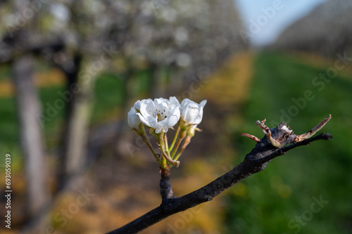 Organic farming in Netherlands, rows of blossoming pear trees on fruit orchards in Zeeland photo