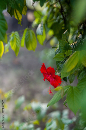Stunning red hibiscus flower in full bloom