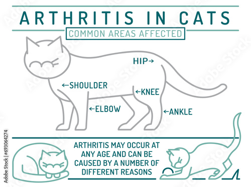 Arthritis, osteoarthritis in cats. Widespread feline disease.
