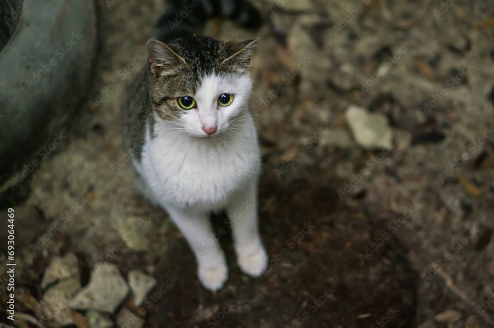 日本の森に暮らす上目遣いが可愛らしい野生の猫