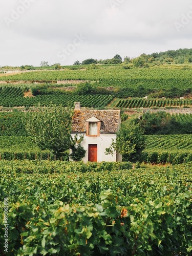 Frech vineyard