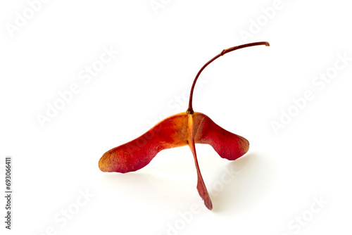 Three lobed red yellow maple seed pods isolated on white background photo