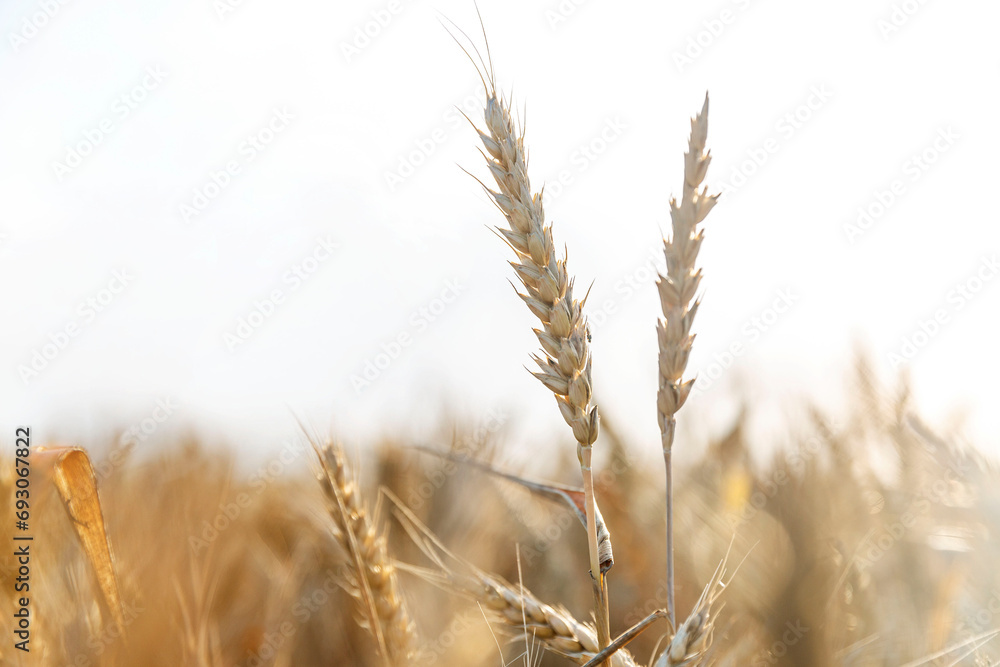 Ears of wheat in the field. Grain cultivation and bread production. Close-up. Ears of wheat in the field. Grain cultivation and bread production. Close-up.
