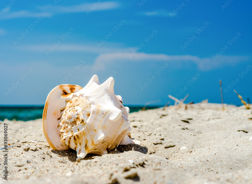 large huge ocean shell with spikes on yellow sand against a the blue sea and sky large huge ocean shell with spikes on yellow sand against a the blue sea and sky