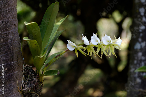 Orchidées dans un jardin tropical photo