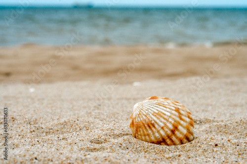 bright striped sea shell in quartz sand against the blue water a