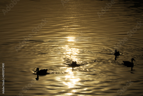 Peaceful dawn with golden reflection on the lake at Jal Mahal, Jaipur, Rajasthan, India.