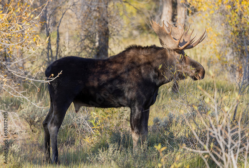 Bull Moose During the fall Rut in Wyoming
