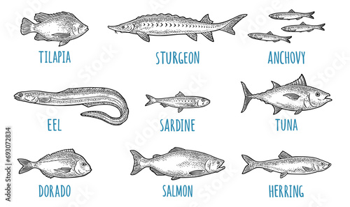 Whole fresh different types of fish. Tilapia, dorado, tuna, salmon, anchovy, eel, sardine, sturgeon, herring. Vector engraving