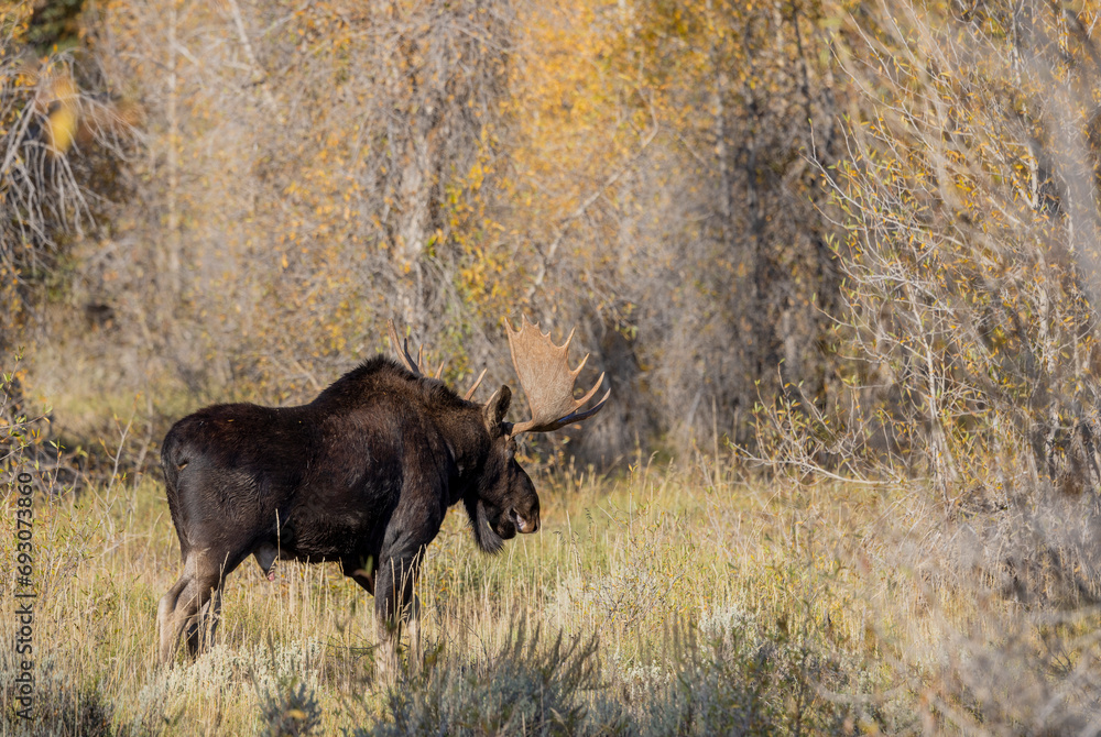 Bull Moose During the fall Rut in Wyoming Bull Moose During the fall Rut in Wyoming