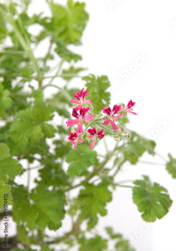 Pelargonium fragrance "Concolor lace", "Shottesham Pet" with tiny scarlet-red flowers, nutty scented geranium on white background