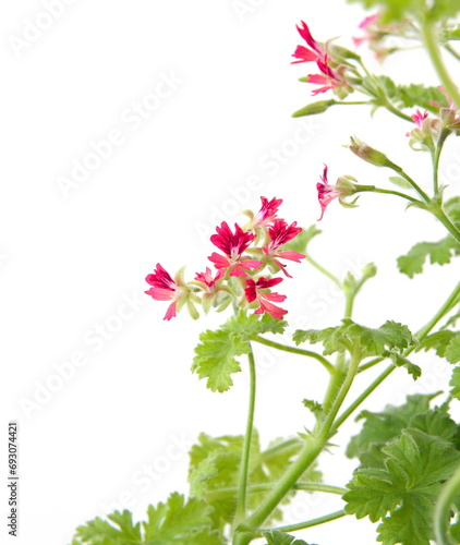 Pelargonium fragrance "Concolor lace", "Shottesham Pet" with tiny scarlet-red flowers, nutty scented geranium on white background