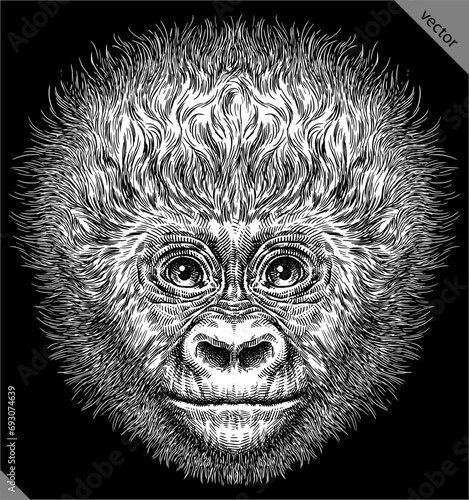 Vintage engraving isolated gorilla set illustration ape ink sketch. Monkey kong background primate silhouette art. Black and white hand drawn vector image
