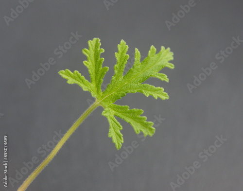 Leaves of different scented pelargoniums, fragrance geraniums (Rose geranium, Pelargonium capitatum, graveolens) photo