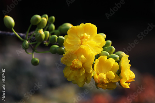Vászonkép Vietnamese mickey mouse plant (Ochna integerrima)