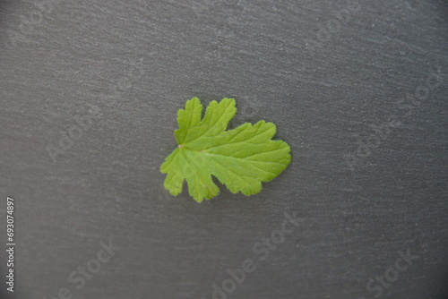 Leaves of different scented pelargoniums, fragrance geraniums (Rose geranium, Pelargonium capitatum, graveolens) photo