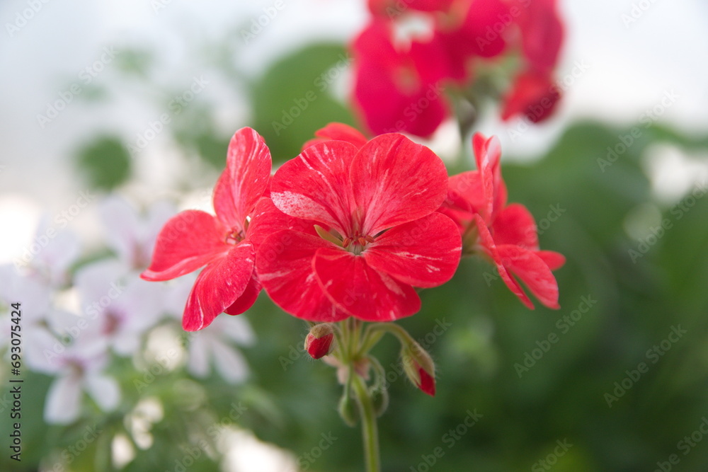 Fototapeta premium Geranium Zonal, Pelargonium hortorum with pink flowers