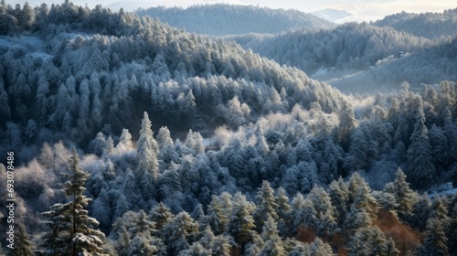 Morning aerial view of the winter forest. Top view of snow-covered larch trees. Beautiful northern nature. Ski track in the winter forest.