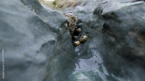 Escargots dans les pierres bleues sur une plage irlandaise photo