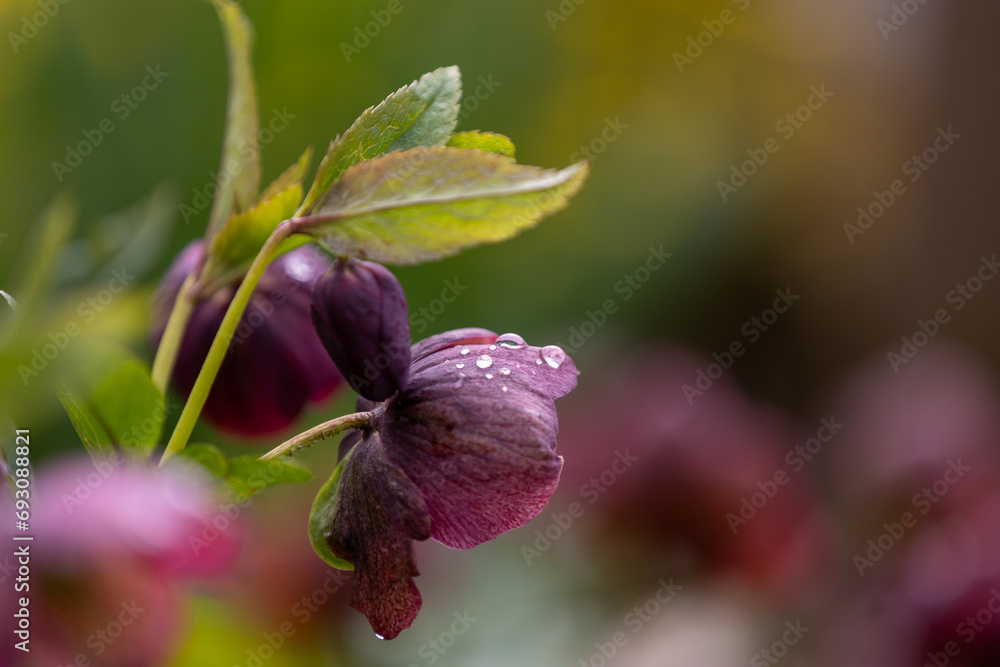 Close-up of a purple Christmas rose (Helleborus niger) with raindrops Close-up of a purple Christmas rose (Helleborus niger) with raindrops