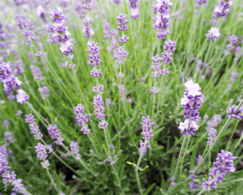 on a green background of grass close up are small light purple lavender flowers. side view. fragrant flowers. calendar poster. background with flowers. nature on a green background of grass close up are small light purple lavender flowers. side view. fragrant flowers. calendar poster. background with flowers. nature