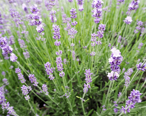 on a green background of grass close up are small light purple lavender flowers. side view. fragrant flowers. calendar poster. background with flowers. nature