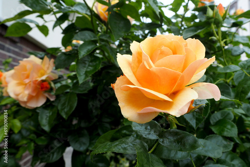 two large buds of yellow-orange roses grow in the garden near the house.bouquet. the rose garden.  There are many flowers in summer . side view . nature
