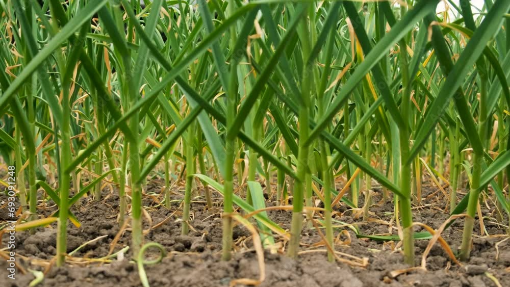 Garlic grows in the garden. Selective focus. Garlic grows in the garden. Selective focus.