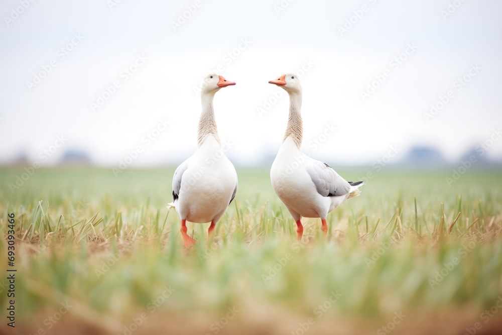 two geese facing off, postures erect in field two geese facing off, postures erect in field
