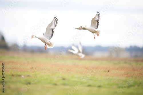 dynamic shot of geese takeoff from grassy ground