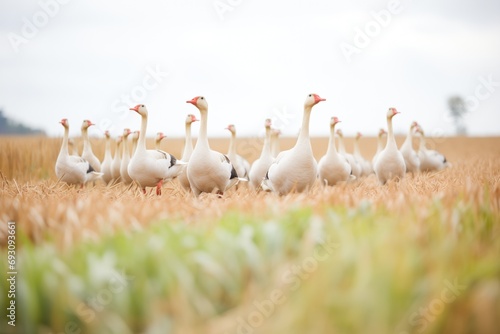 geese in formation marching through field path
