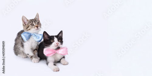 Two Kittens boy and girl. Two little kittens with blue and pink ribbon. Tiny kitten with bow tie. Valentines Day. Love. Greeting card congratulations on a newborn boy girl. Happy birthday