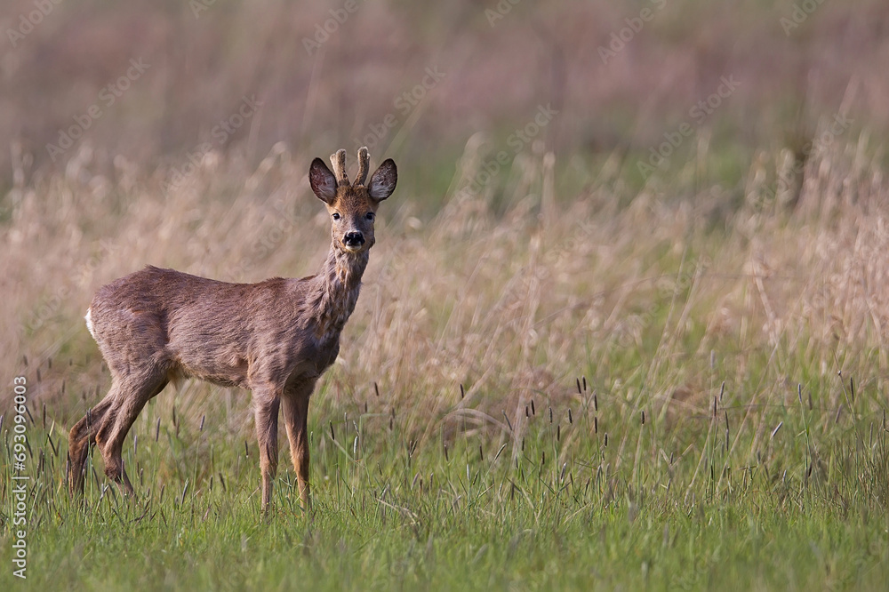 Buck deer in the wild Buck deer in the wild