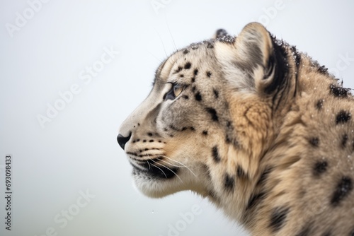profile of a snow leopard against the himalayan sky