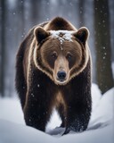 portrait of wild brown bear at forest, heavy snow fall,