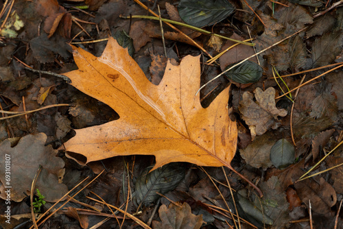 Beautiful oak leaf at autumn at the ground between old brown leaves. © Laurens