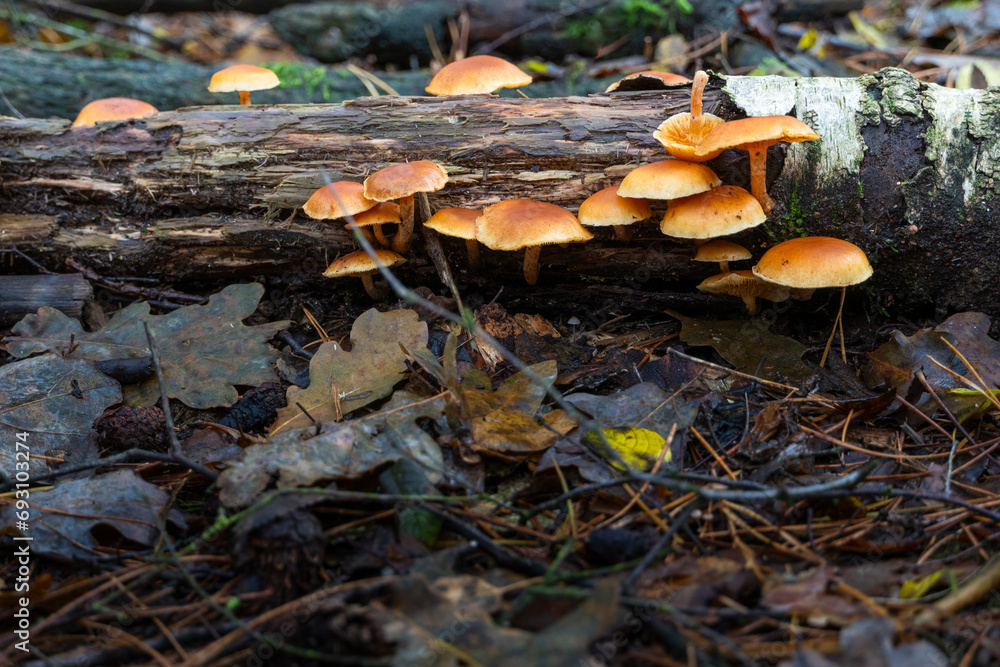 Autumn scene with golden mushrooms on a trunk. Space for text. Autumn scene with golden mushrooms on a trunk. Space for text.
