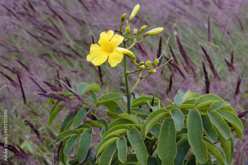 Adenocalymma pedunculatum flower  Serra da Canastra  Minas Gerais  Brazil