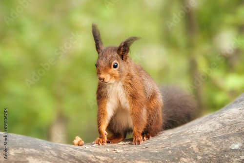 Cute red squirrel with funny ears sitting on a tree trunk © rhoenes