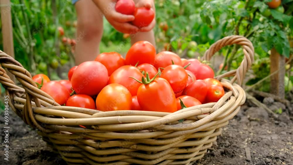 A child in the garden harvests tomatoes. Selective focus. A child in the garden harvests tomatoes. Selective focus.