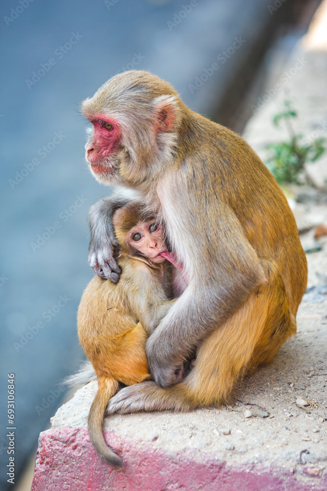 Rhesus macaques at Swayambhunath Buddhist Temple Center in Kathmandu, Nepal