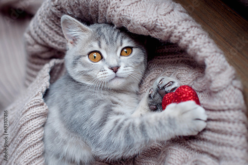 Fototapeta Naklejka Na Ścianę i Meble -  Valentines Day cat. Small striped kitten on grey blanket with red hearts . Love to domestic kitty pets concept