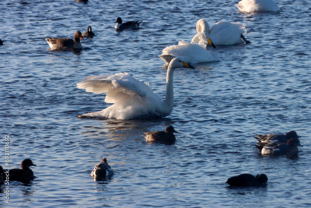 Fototapeta premium A beautiful animal portrait of a rare Whooper Swan on a lake