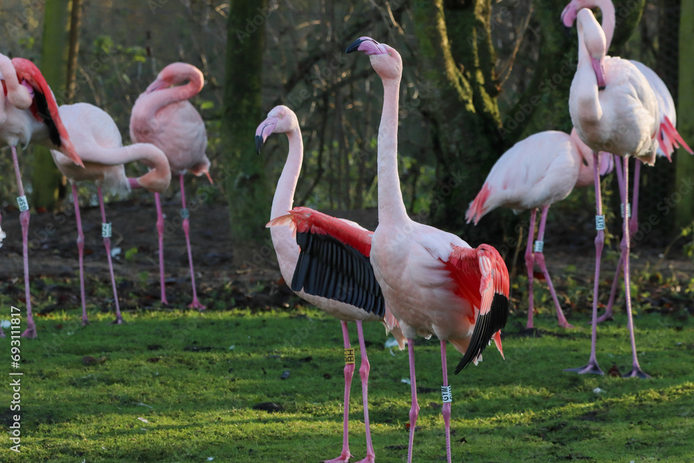 A beautiful animal portrait of a flock of Pink Flamingo with their wings spread A beautiful animal portrait of a flock of Pink Flamingo with their wings spread