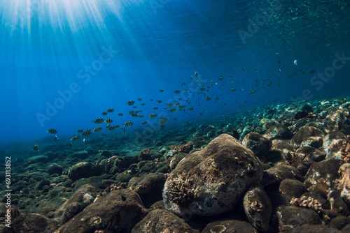 Fototapeta Naklejka Na Ścianę i Meble -  Underwater sea with stones bottom and school of fish. Sun rays underwater in blue ocean in Hawaii