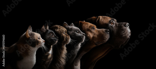Animal portraits on a black background