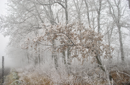 trees covered with frost in thick fog. poor visibility in fog