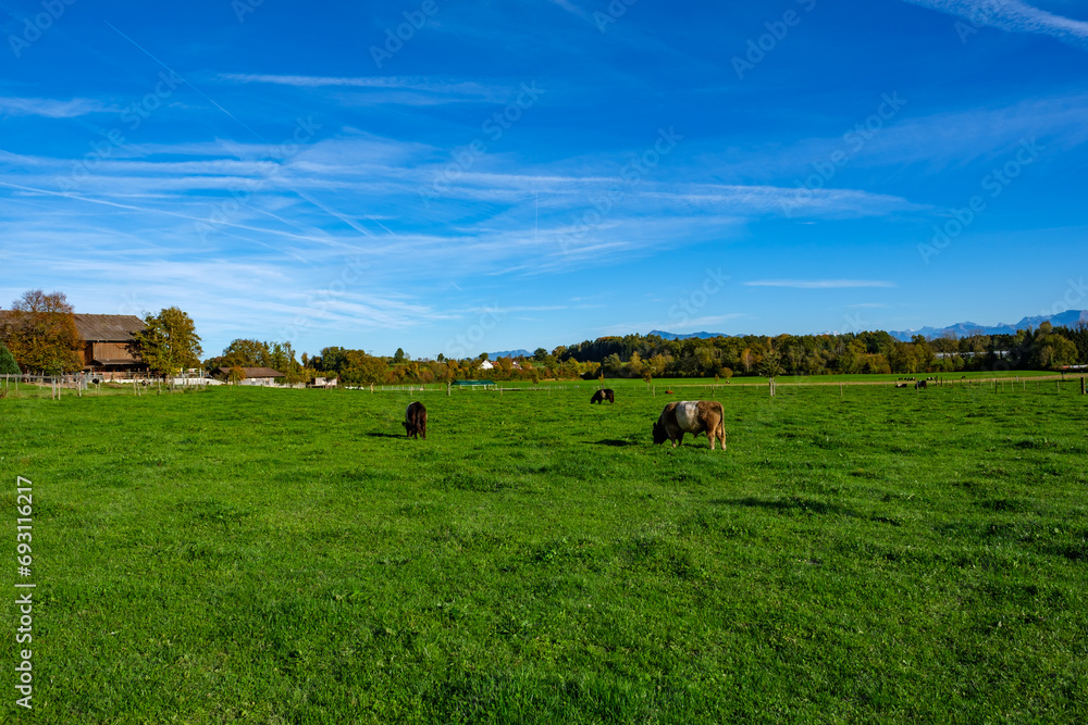 Meadow landscape with cows - Sempach, Switzerland Meadow landscape with cows - Sempach, Switzerland